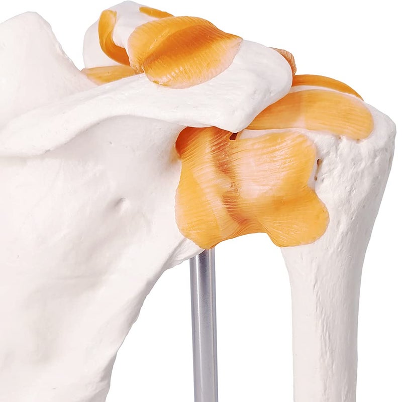 EVOTECH SCIENTIFIC Anatomical Shoulder Joint Model Medical Anatomy Skeleton, Human Shoulder Ligament Anatomy Replica of Norma Shoulder Joint for Doctors Educational Tool Medical Teaching Learning - Image 5